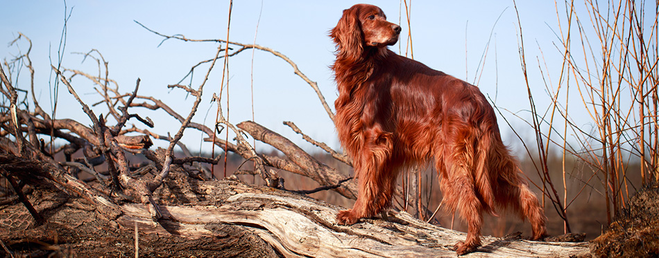 Irish Setter