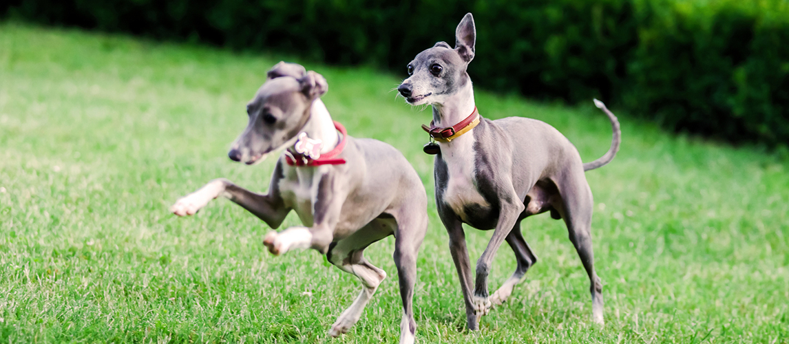 Italian Greyhound playing in countryside park