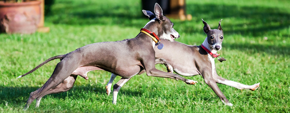 Italian Greyhound