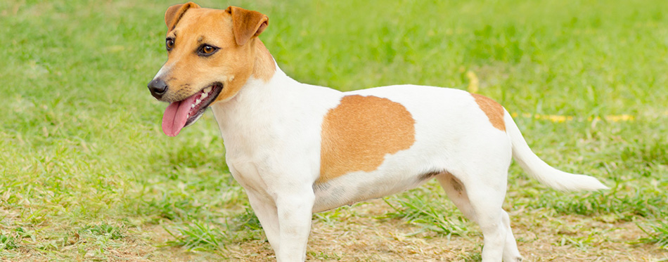 Jack Russell Terrier