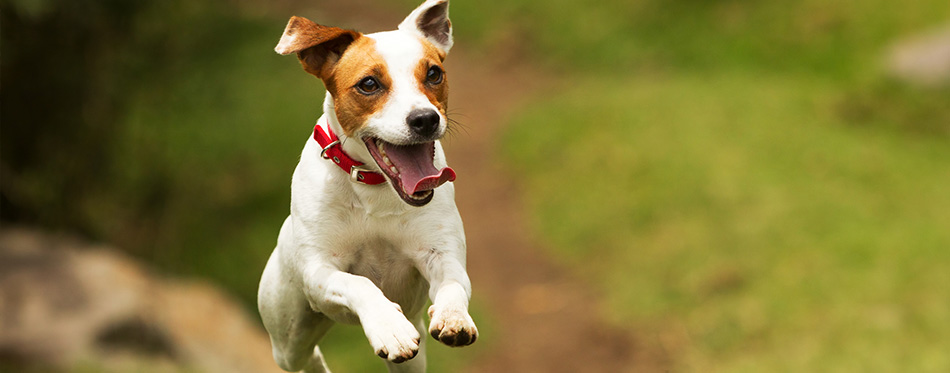 Jack Russell Terrier