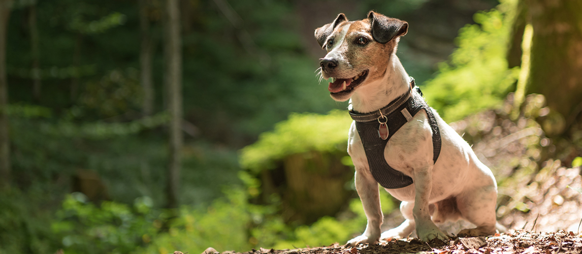 Jack Russell Terrier dog sitting