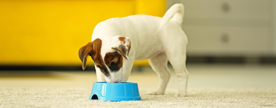 Jack Russell terrier eating food at home