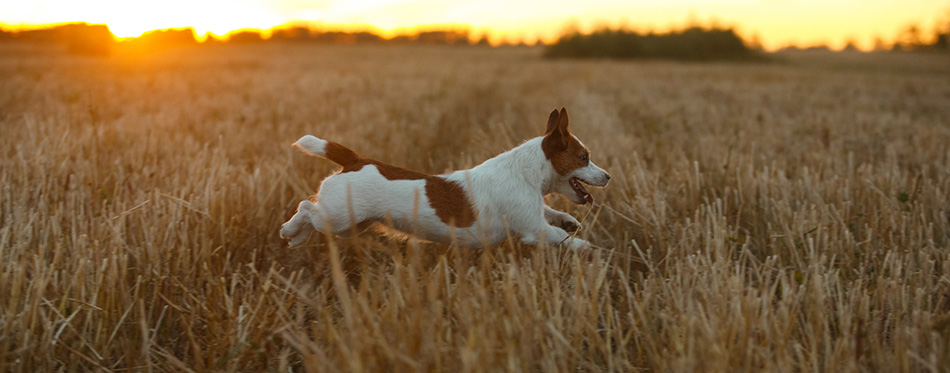 Jack Russell terrier in a field at sunset
