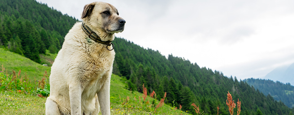 Kangal Dog there Pokut Plateau Rize Camlihemsin Turkey