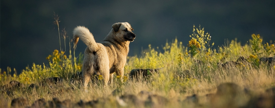 Kangal 