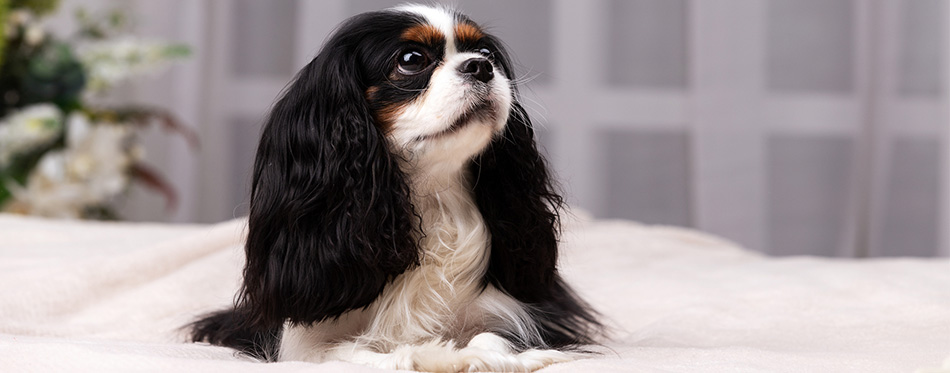 King Charles Cavalier Spaniels