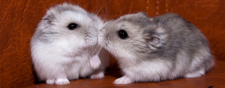 Kissing hamsters