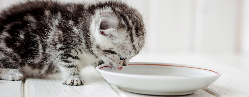 Kitten drinking water