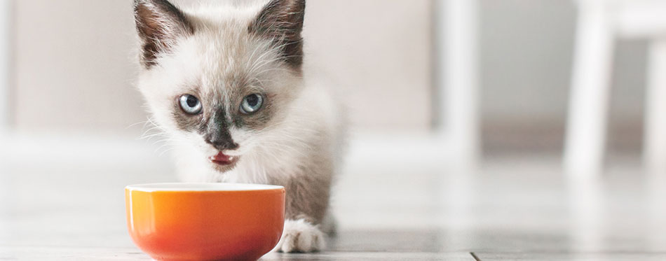 Kitten eat at home 