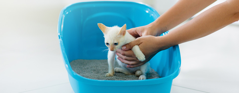 Kitten in a litter box