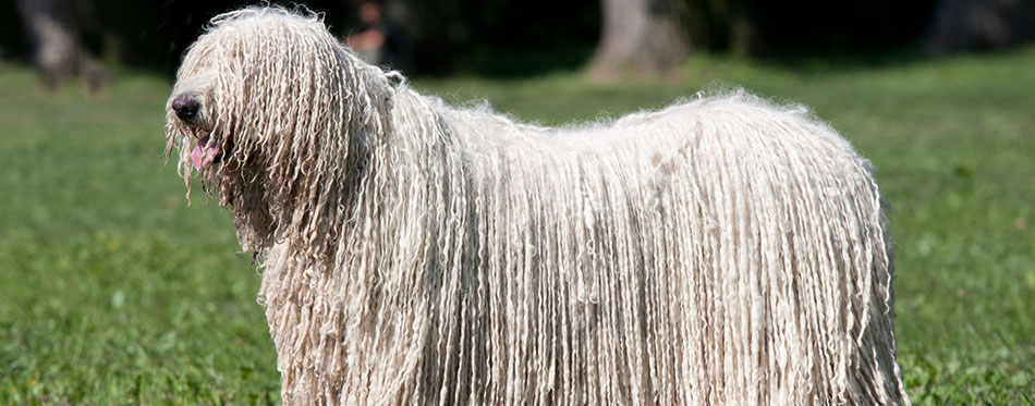 very long haired dog