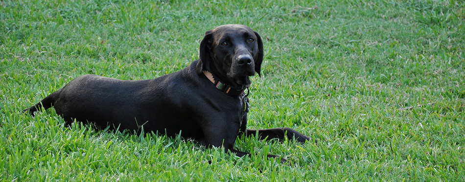 Lab in the grass