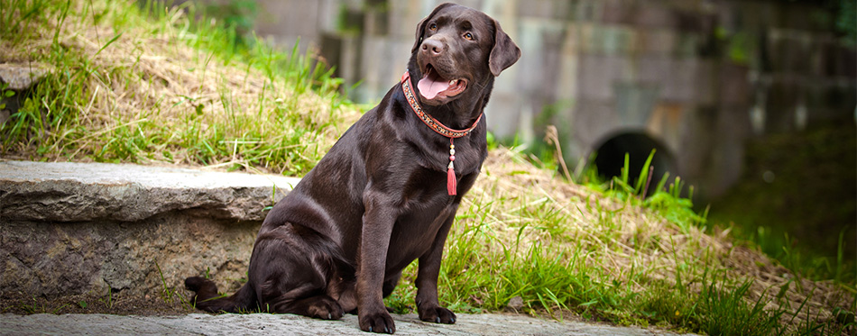 Labrador Retriever