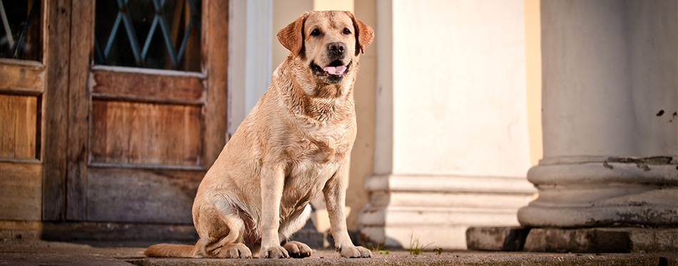 Labrador Retriever