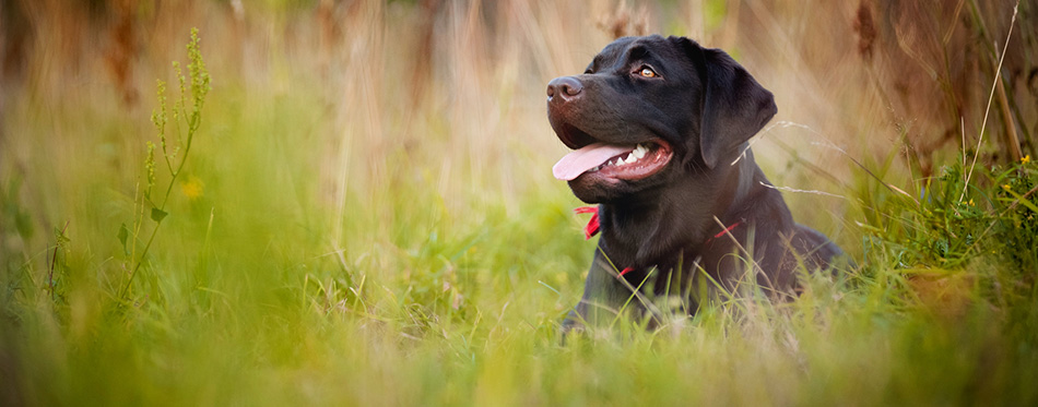 Labrador Retriever