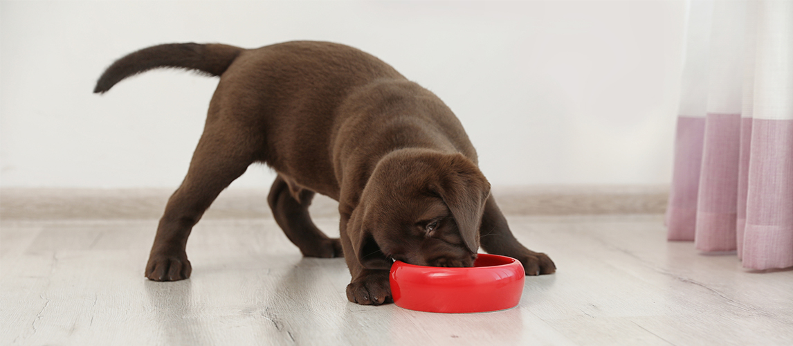 Labrador Retriever puppy eating food from a bowl