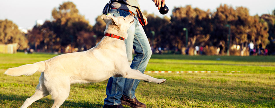 Labrador and Trainer with Dog Chew Toy at Park