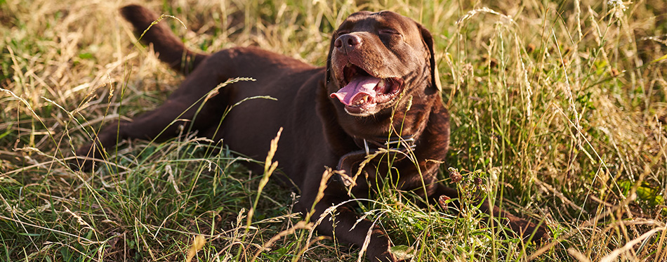 Labrador brown color