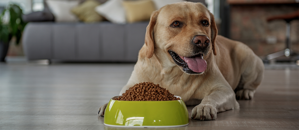 Labrador near food bowl