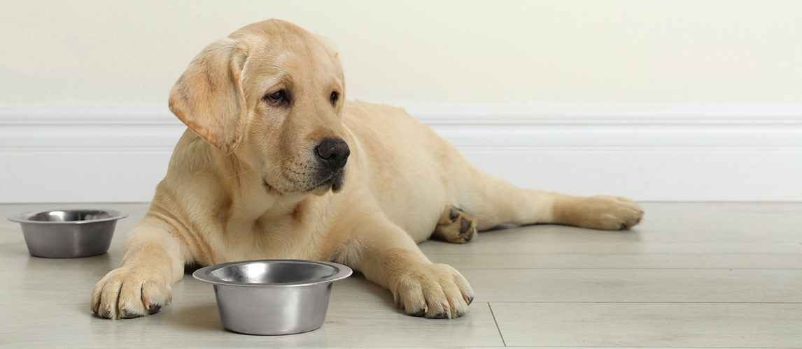 Labrador retriever puppy with feeding bowl