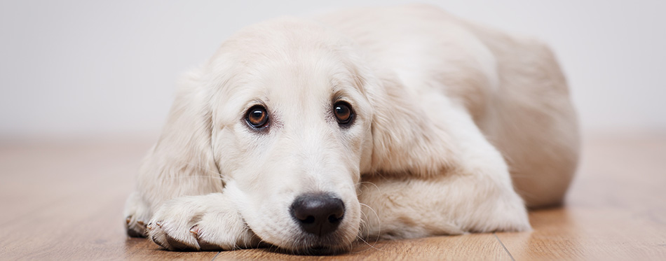 Labrador retriever puppy