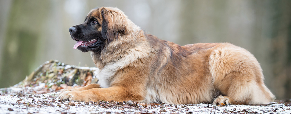 Leonberger