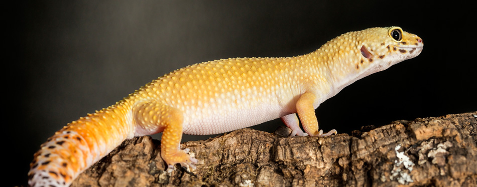 Leopard Gecko