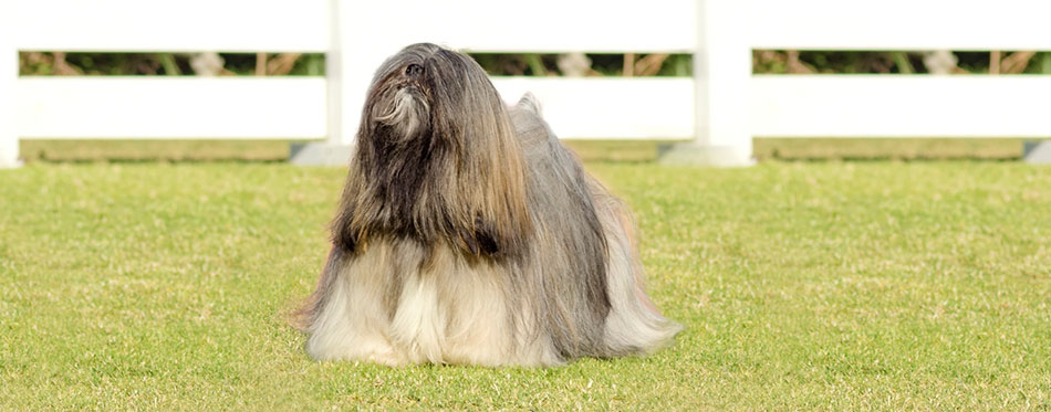 Lhasa Apso