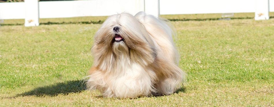 Lhasa Apso