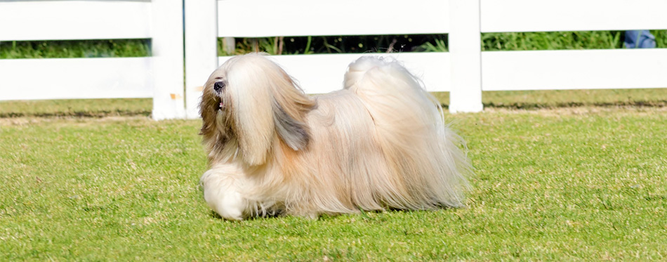 Lhasa Apso