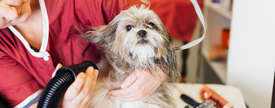 Lhasa apso at grooming salon