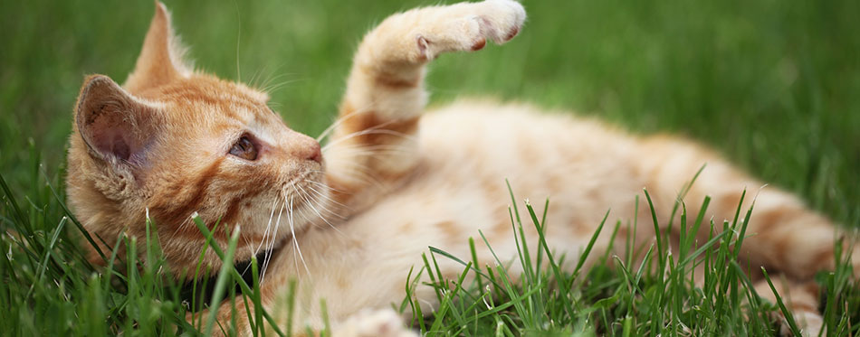 Little cat playing in grass