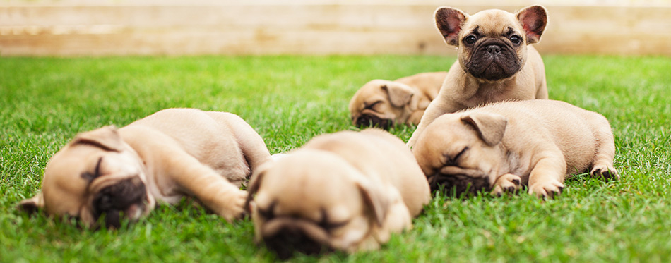 Little sleeping French bulldog puppies 