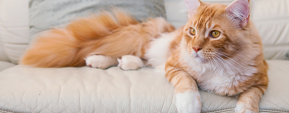 Maine Coon Kitten