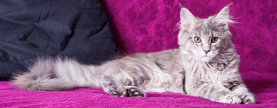 Maine Coon kitten