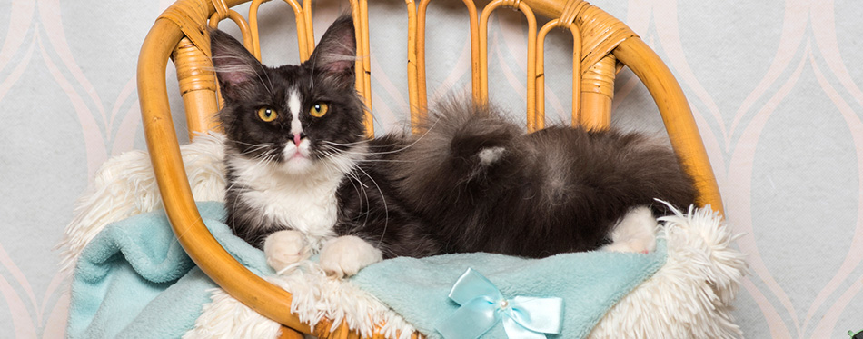 Maine coon cat sitting on chair