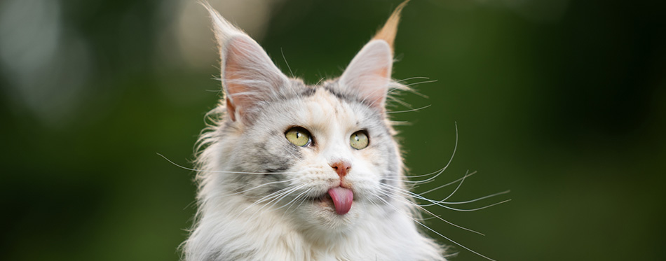 Maine coon cat