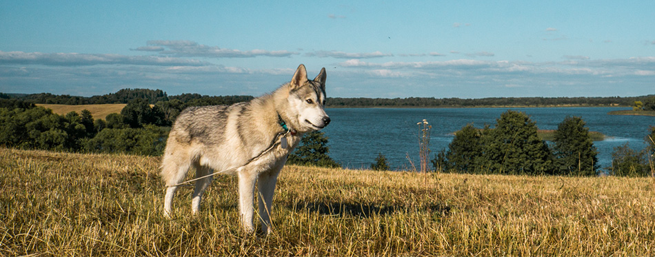 Malamute