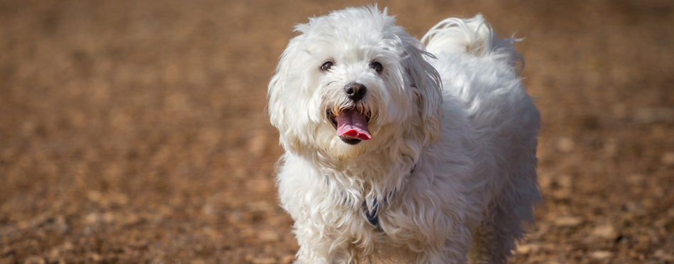 Maltese