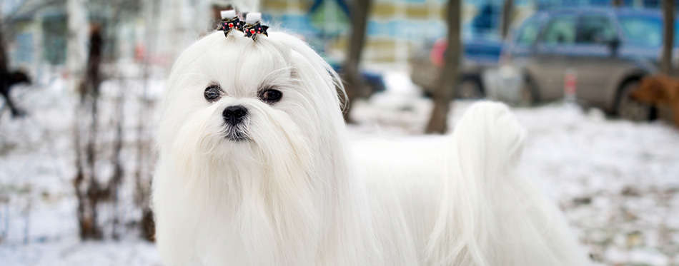 Maltese Dog