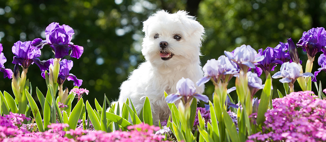 Maltese dog