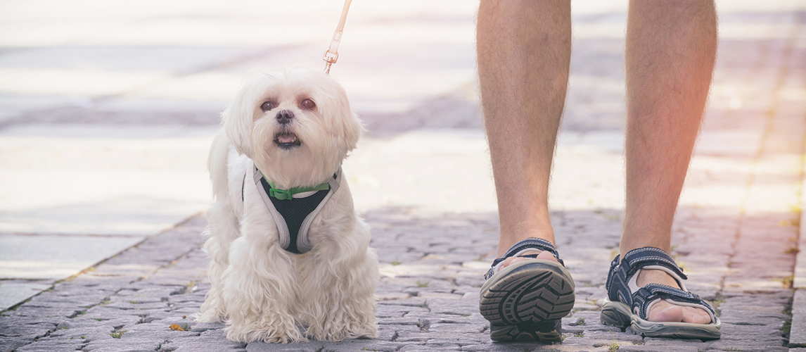 Man walking with dog