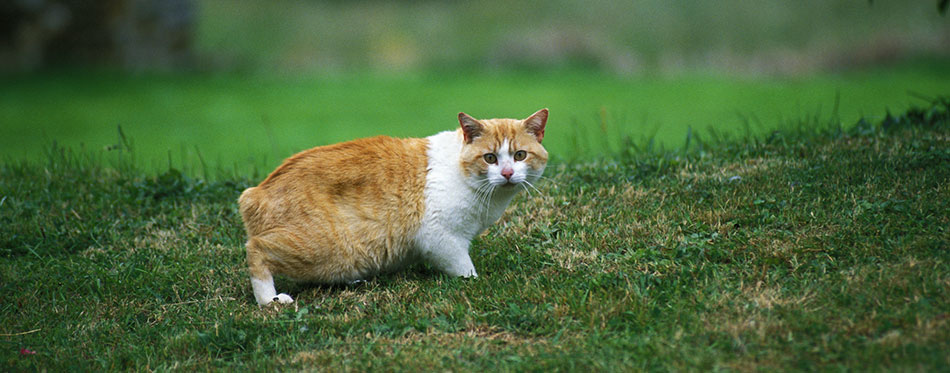 Orange Manx cat on the grass