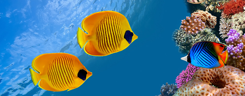 Masked butterfly fish