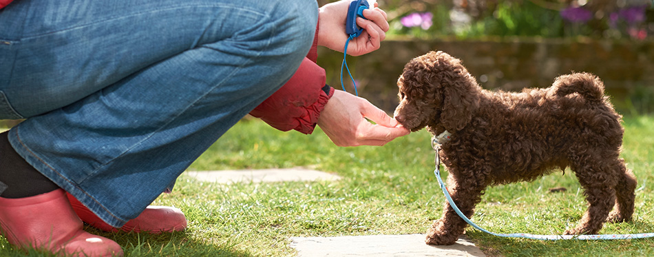 Miniature Poodle Puppy