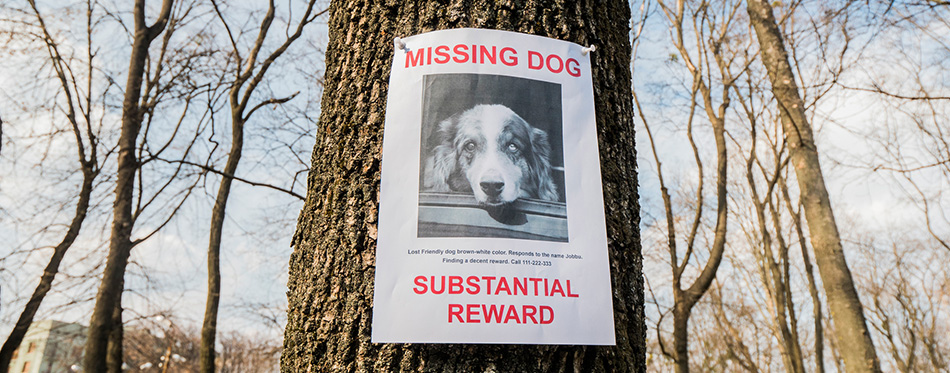 Missing dog poster