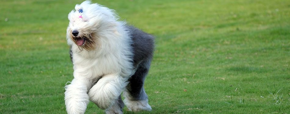 Old English sheepdog