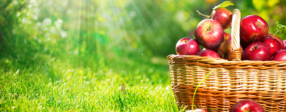 Organic Apples in the Basket. Orchard. Garden