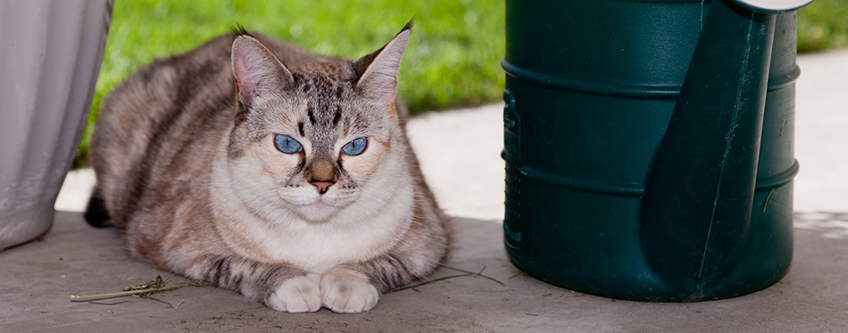 Outdoor Cat